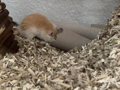 2 Mongolische Wüstenrennmäuse