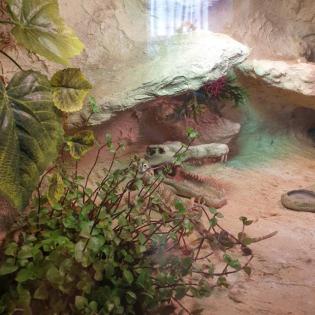 Zwergbartagame männlich mit Terrarium abzugeben