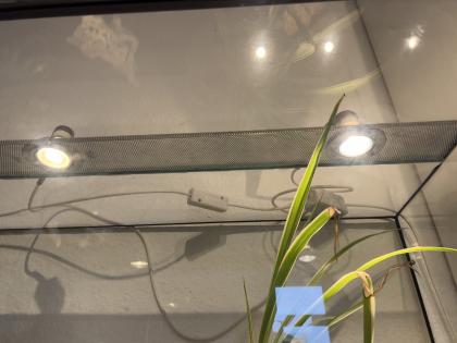 Kornnatter Schwarz Grau mit Terrarium und Buch