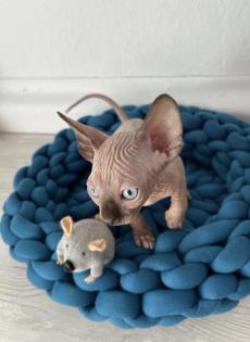 Reinrassige Canadian Sphynx Kitten mit Tasthaaren