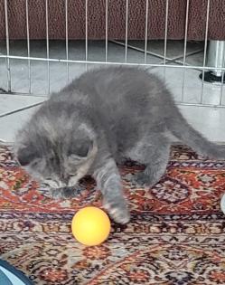 4 Kitten suchen ein neues Zuhause