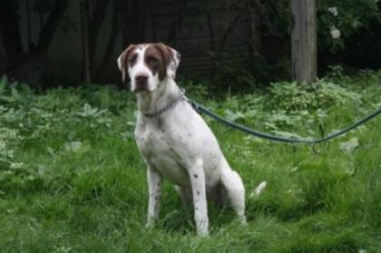 Pointer sucht liebevolles Zuhause