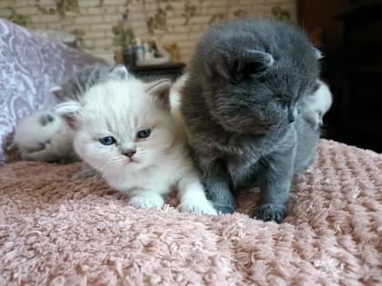 BKH kitten mit blauen Augen