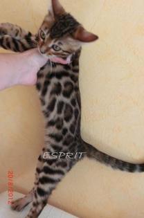 Bengalkitten Kater Bengale Bengal Leoparden Stuben Tiger