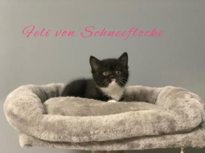 Wunderschöne BKH Kitten suchen liebevolles Zuhause