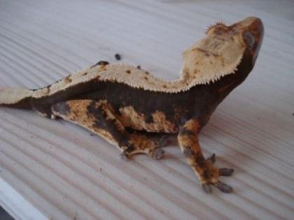 1. 0. 4 Rhacodactylus ciliatus Kronengeckos