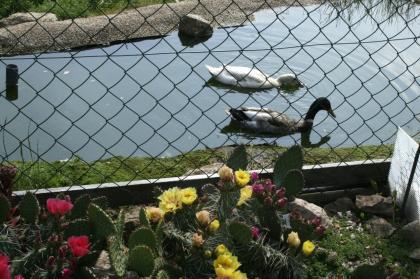 Breitrandschildkröten, Testudo marginata, eigene Nachzucht 2022.