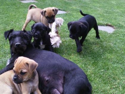 Wunderschöne Terrier/Mops Welpen