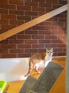 Katzen für Bauernhof