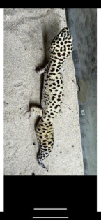 Leopardgecko zu verschenken