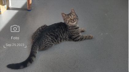 Liebevolles junge Kätzchen und Katerchen