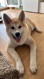 Akita inu namens Rex