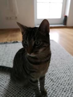 Ich suche meinen Kater Simba Katze