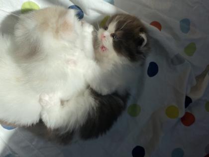 Süße BKH BLH Kitten mit Stammbaum