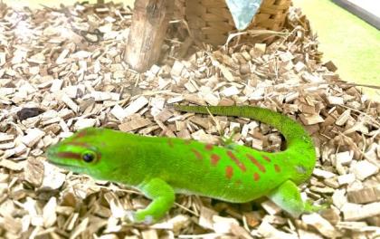 Phelsuma Grandis Männlein