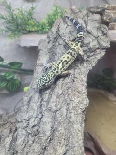Leopardgecko