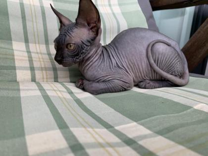 Sphynx-Kitten