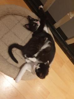 Katzen Kinder Kitten