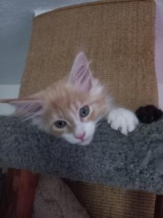 Wunderschöne Maine Coon Mädchen