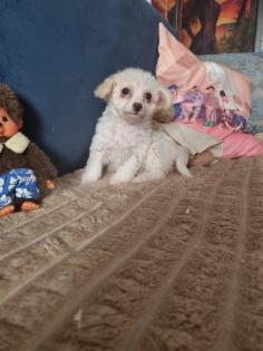 Zuckersüße maltipoo Babys