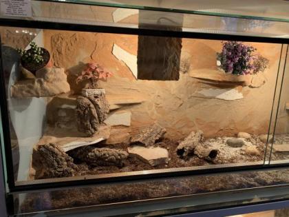 Landschildkröte w 35 Jahre Russisch Horsfildi Vierzehen in liebevolle Hände