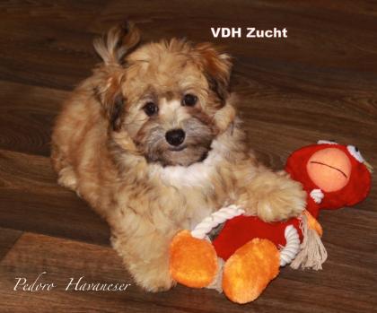 Havaneser VDH Züchter Tel 02382/803166 in NRW Havaneserwelpen Welpen aus streng