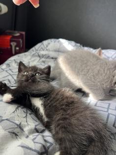 Britisch kurzhaar kitten Katze