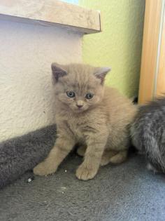 Noch 3 süße BKH Kitten suchen ab Anfang September ein neues zu Hause