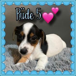 Kurzbeinige Jack Russell Welpen