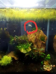 Die echte Yodaschnecke, perfekt im Garnelenbecken