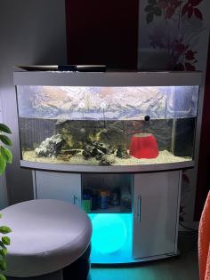 Wasserschildkröte inkl. Aquarium zu verschenken