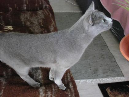Reinrassiger Russisch Blau Deckkater, ausgezeichneten Stammbaum.