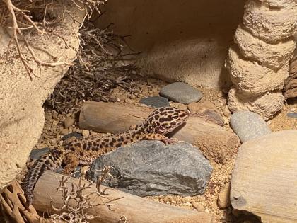 Leopardgecko Weibchen zu verkaufen