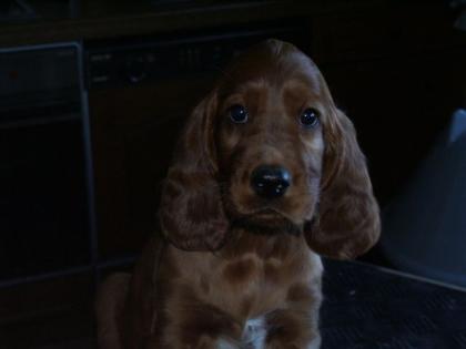 Irish Setter Welpen mit VDH-Papieren abzugeben