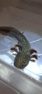 Axolotl Jungtiere ab 15 cm