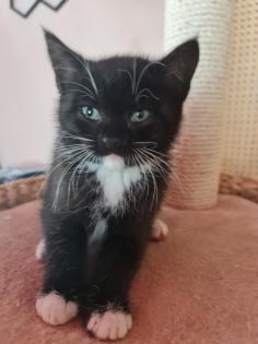 Bkh mischlings kitten