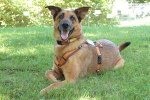 Amy-Ma - weiblich 7 Jahre 59 cm 31 kg Mali-Schäferhund-Mix Gechipt Nicht kastriert