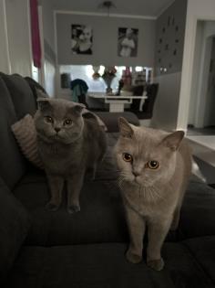 Bkh Katze und scottisch fold Kater suchen ein neues Zuhause