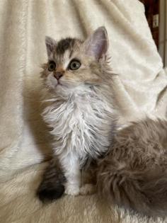 Selkirk Rex Kitten