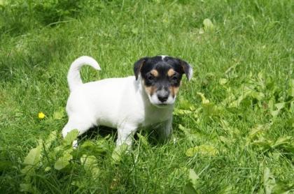 2 süße Jack Russel mädchen Welpen