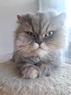 Perser Katze Mädchen abholbereit