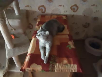 Reinrassige BKH Kitten sofort Abholbereit
