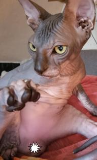 Biete kanadische Sphynx Dame