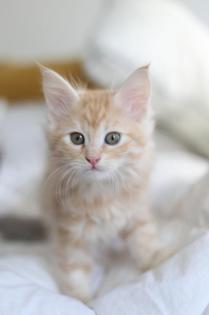 Maine coon Babies zu verkaufen