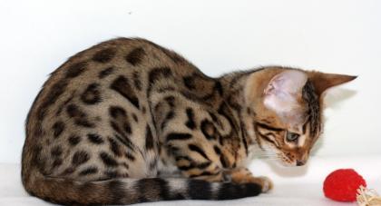 Bengal katzchen mit papiere
