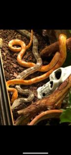 2 Kornnattern Pärchen inkl. großem Terrarium abzugeben