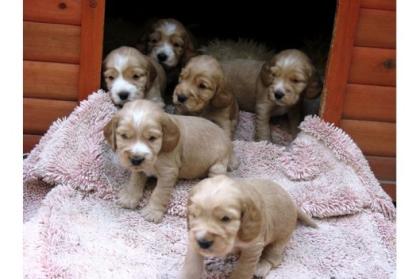 Cocker Spaniel Welpen