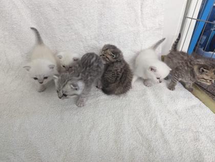 Sechs süße BKH Kitten geb. 06. 05. 23 suchen ab Ende Juli ein neues Zuhause
