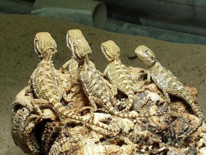 Zwergbartagamen Pogona Henrylawsoni