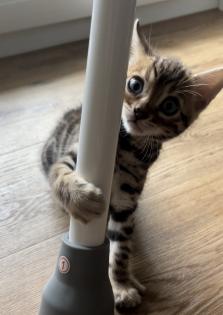4 zuckersüße Bengal Kitten
